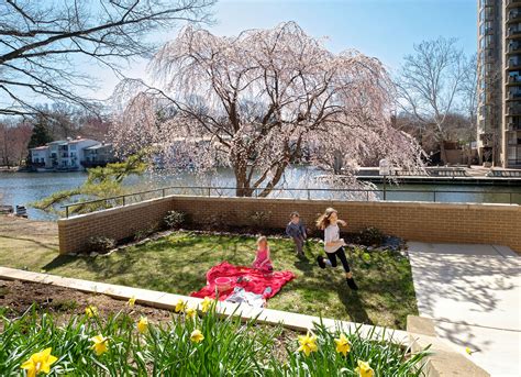 Lake Anne Cherry Blossom Picnic Charlotte Geary Northern Virginia