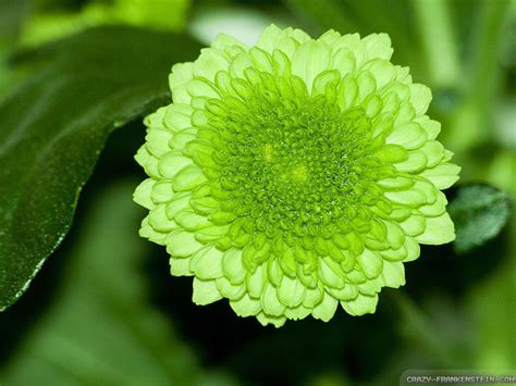 Green Flowers Wallpaper 1024x768 2457