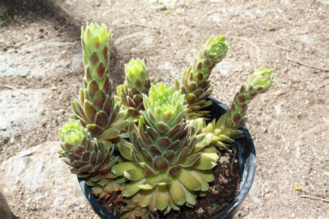 Hens And Chicks Flowers Do Hens And Chicks Plants Bloom Dummer ゛☀