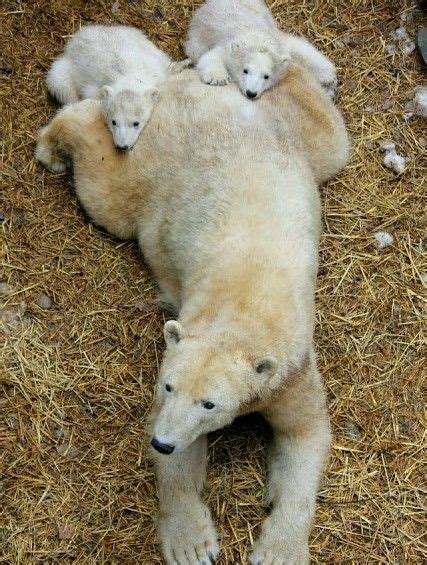 Polar Bear And Cubs Baby Animals Animals Cute Animals