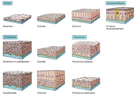 Tejido Epitelial Tipos De Epitelio