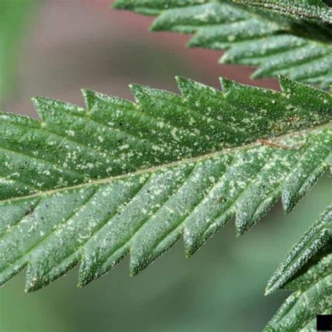 We did not find results for: Best Way To Get Rid Of Spider Mites During Flowering / How ...