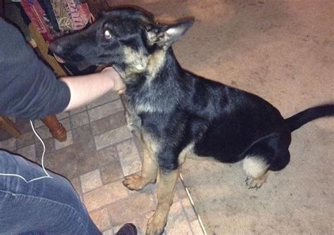 Female German Shepherd 8 Months Old For Sale In Blue Ball Ohio
