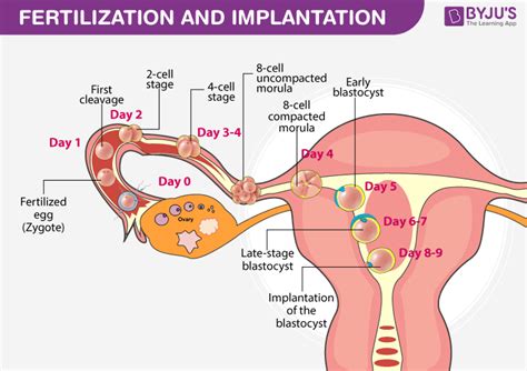 Fertilization And Implantation An Overview Of Fertilization In Humans