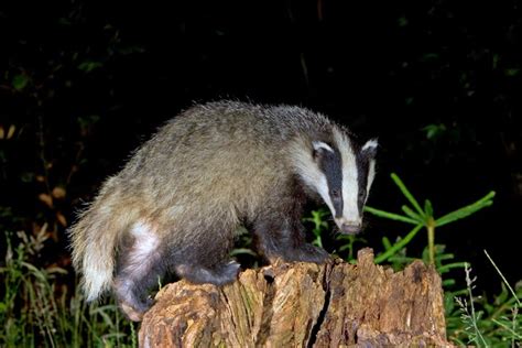 Wildlife Photography Across The Water Badger Culling Again