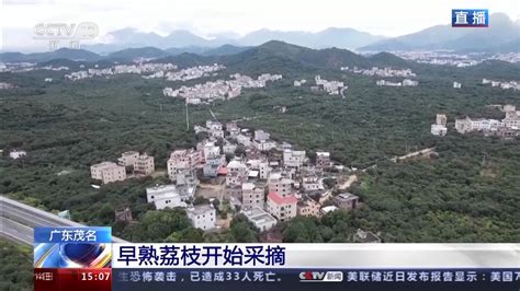 广东茂名赏花品荔旅游主题线路助力乡村振兴 荆楚网 湖北日报网