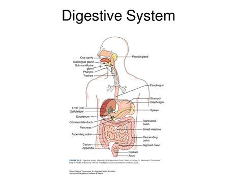 Digestion - American Black Bear Resource