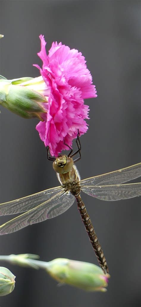 A Dragonfly On A Red Flower About Wild Animals