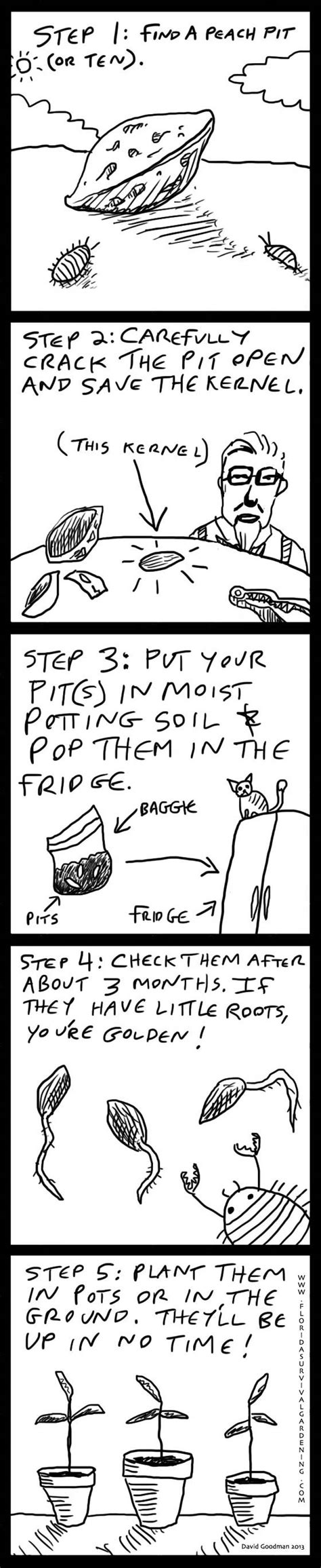 Read on and learn how to grow contender peaches. A Cartoon on Growing Peaches From Seed - Organic Gardening ...