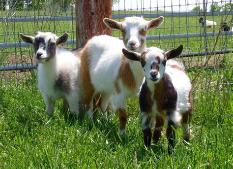 Cranberry township, seven fields, mars, franklin park, sewickley, bradford woods, wexford, zelienople, harmony, fombell, evans city and parts of gibsonia, valencia, freedom and baden. All Animals For Sale in Missouri from Dreamer's Farm