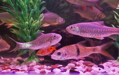 Mahseer) adalah ikan kap dalam keluarga cyprinidae yang bersisik besar, dan merupakan ikan sukan yang digilai dan banyak terdapat di india dan secara amnya di asia selatan. LENSA ZAPA: Ikan Kelah Merah, Sebarau, Jelawat, Krai Emas ...