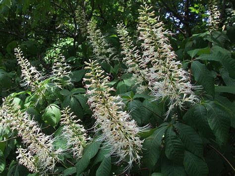 The sweet, tangy flesh cooks down into the richest, most succulent sauce you've ever tasted. Shade loving shrubs, Deer resistant plants, Deer resistant ...