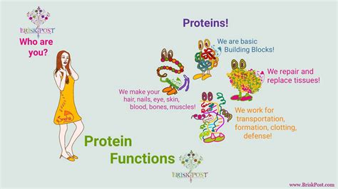 The Role Of Proteins In Cell Functions We Are Eaton