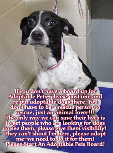 Not sure why they exist in the first place? If you don't have a board up for Adoptable Pets--please ...