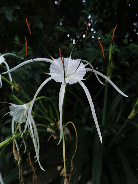 Hymenocallis Littoralis Spider Lily South Africa Oc South Africa