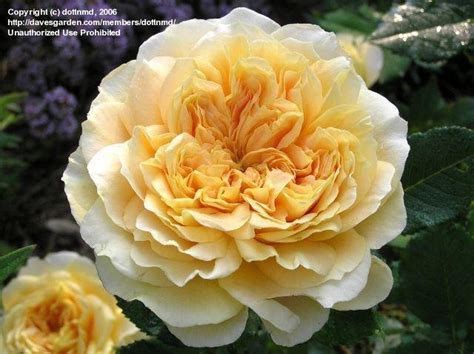 Plantfiles Pictures Shrub Rose Lemon Zest Rosa By Blissfulgarden
