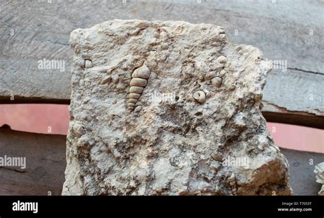 10000 Ocean Fossil On Limestone Found In Campeche Mexico Stock Photo