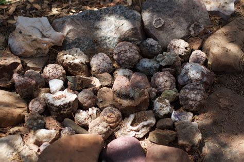 Free Images Rock Food Produce Soil Rocks Edible Mushroom