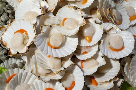 Scallops Stock Image C0165812 Science Photo Library