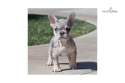 Mum is a chocolate brindle with kc papers dad is a blue/lilac merle with dwkc papers both parents have been health. Blue Merle Tri: French Bulldog puppy for sale near Los ...