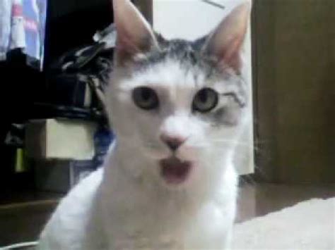 OMG CAT ORIGINAL VIDEO MEME - YouTube