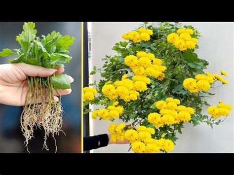 Propagate chrysanthemums the idea of a beautiful hanging pot in the