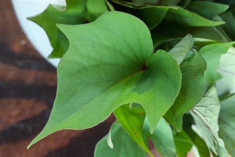 Cuisiner et consommer les feuilles de patates douces