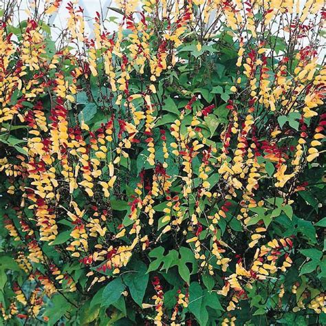 Graceful gardens grows hard to find unique annual flowers and deer resistant annuals for your garden at low prices. Firecracker Vine Ipomoea lobata aka Mina lobata. This ...