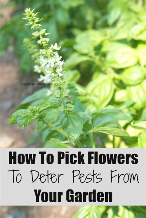 How To Pick Flowers To Deter Pests From Your Garden Garden Pests