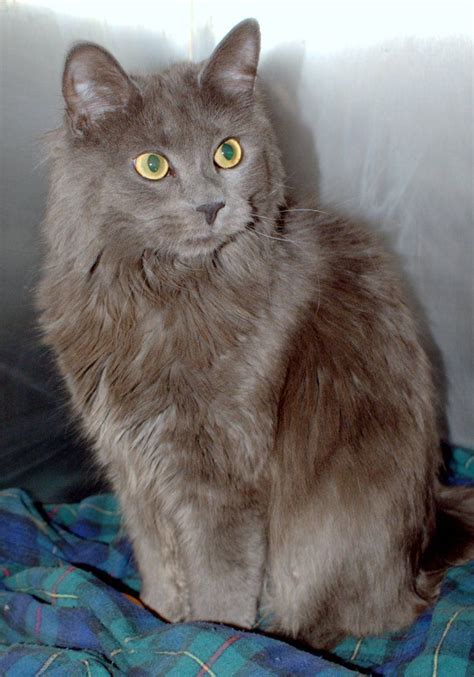 Long Haired Cat Breeds Cat Breeds Long Hair Cat Breeds Russian Blue Cat