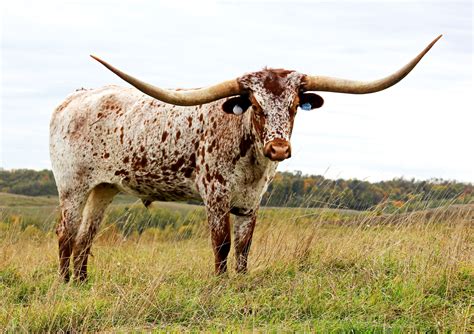 Free Photo Longhorn Steer Animal Cattle Cow Free Download Jooinn