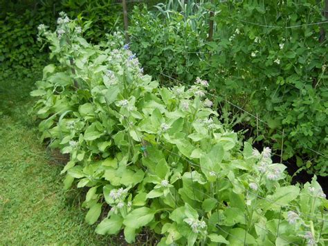 Lemon Verbena Ladys Herb Garden A Hedge Of Borage
