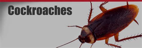 Some of these pests and diseases are quite common while others are rarely encountered. Cockroach Control & Extermination Services by Knockout ...