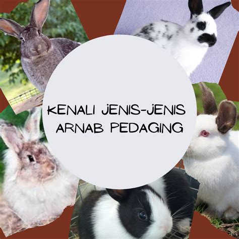 Paragraf menjadi bagian dan unsur penting dalam karya tulis dan sastra. Kenali Jenis-Jenis Arnab Pedaging