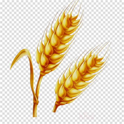 Wheat Clipart Png Png Image Collection