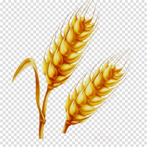 Wheat Clipart Png PNG Image Collection