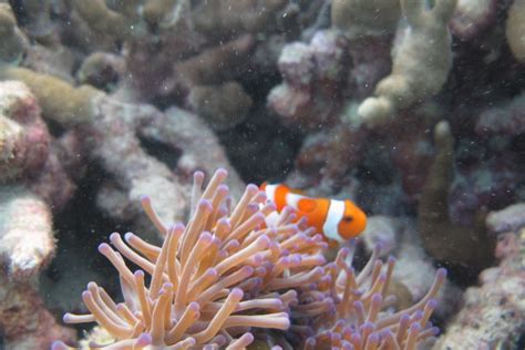 Check spelling or type a new query. Peta Laut Tegaskan Pelestarian Terumbu Karang Karimun Jawa ...