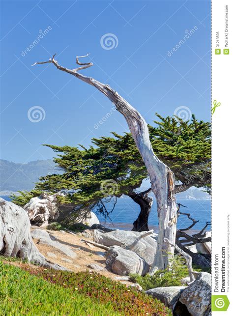 The Ghost Tree At 17 Mile Drive Royalty Free Stock Photos
