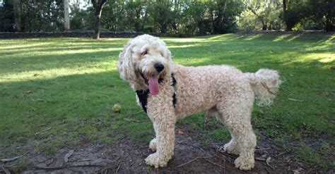 Springerdoodle A Z Animals