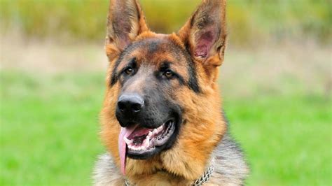 German Shepherd Dog Information Characteristics Facts
