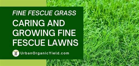 Fine Fescue Grass How To Grow And Care