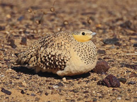 Crowned And Spotted Sandgrouse Faynan Heritage