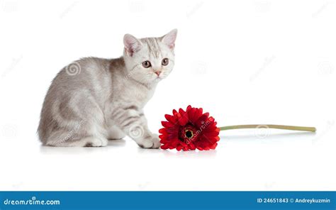 British Kitten With Daisy Flower Stock Image Image Of Kitten Pretty