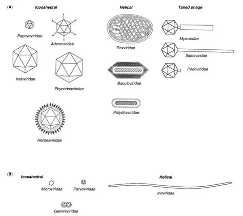 Classification Of Virus Biology Notes Online