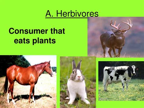 Certain species may be easier than others to propagate. PPT - PRODUCERS, CONSUMERS, and DECOMPOSERS PowerPoint ...