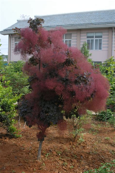 Cotinus coggygria royal purple) cotinus coggygria royal purple) — листопадный кустарник высотой 1,5 — 3 м с раскидистой кроной и декоративными листьями. Cotinus coggygria (Common Smoketree, Smokebush, Smoketree ...