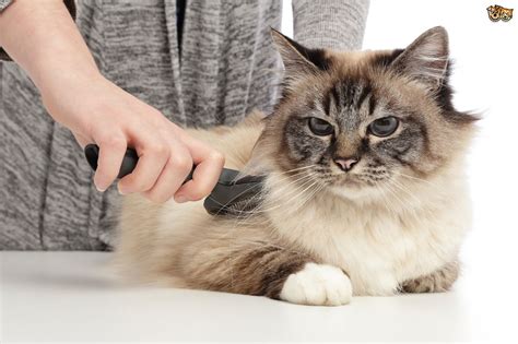 Cat grooming typically involves nails being clipped, fur being combed through, maybe some matts shaved out, trimming around problem areas such as around the bottom, and occasionally a bath. Six good reasons for regularly grooming your cat | Pets4Homes