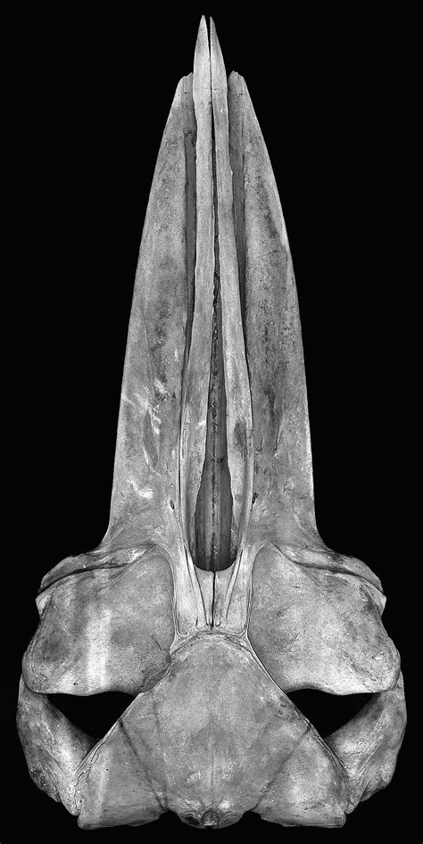 Standardized Dorsal View Of The Skull Of North Pacific Brydes Whale