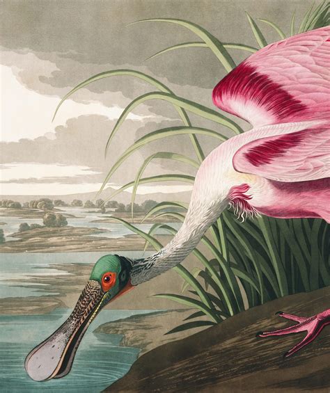 Roseate Spoonbill | John James Audubon's Birds of America