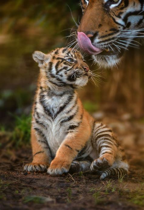 Sumatran Tiger Trio Got Their Stripesand Names Zooborns